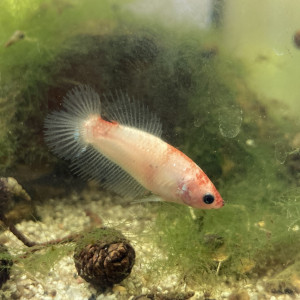 Publication de Nalia