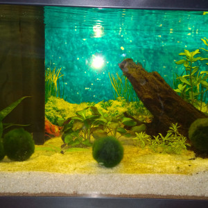 Aqua 60l