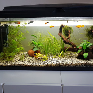 Publication de Platy35