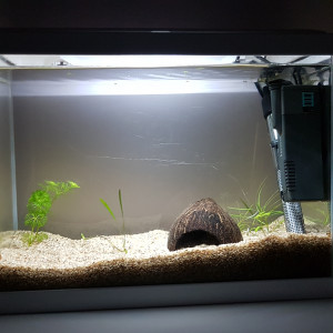 Platy molly 2