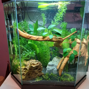 Premier aquarium