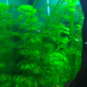 limnophila sessiflora