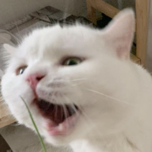 Nini_mhr
