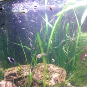 Publication de Pleco11