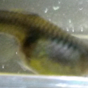 Publication de Pleco11