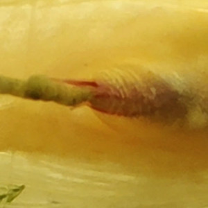 Publication de PierrePoisson