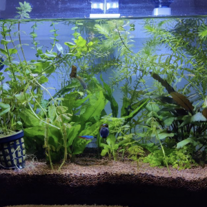Zolux Aqua Clear 50