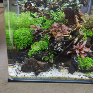 bonsai 18l