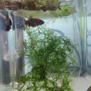 Reproduction Betta
