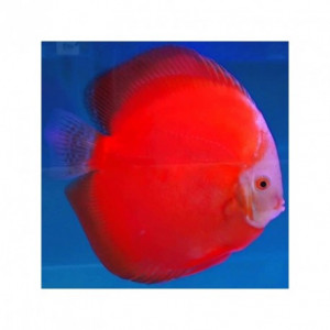 Annickdiscus