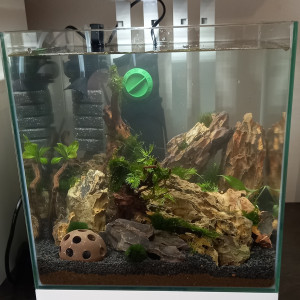 Shrimps rocks
