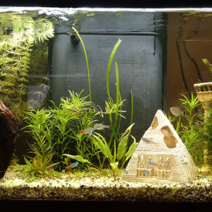 Aqua 100l