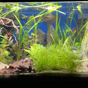 Sam 50L