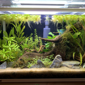 Betta Splendens