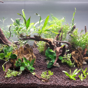 Jungle community
