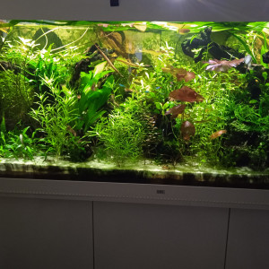 Juwel 450