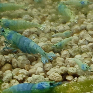 Elevage de blue bolt