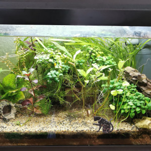 aquarium 60 litres