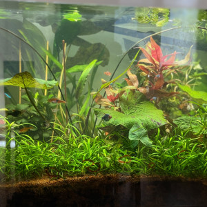 Aquatlantis style led