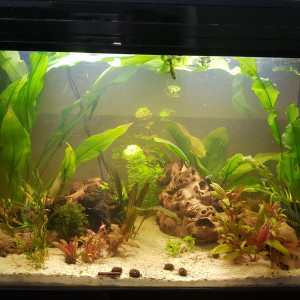 Betta land