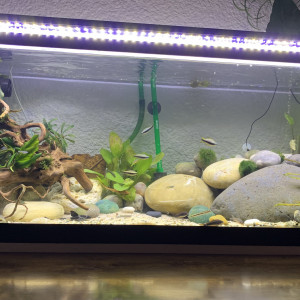 River Tank