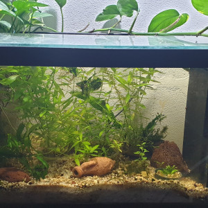 Aquarium crevette verte jade