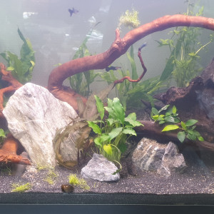 guppys house and Co