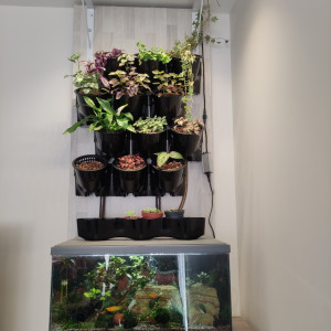 60L aquaponie