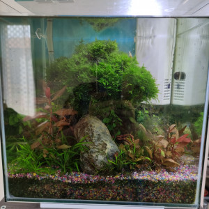 30L Bonsai