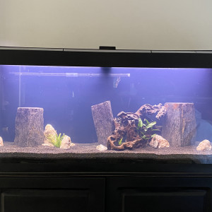 Aquarium 240L