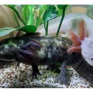 Axopotes
