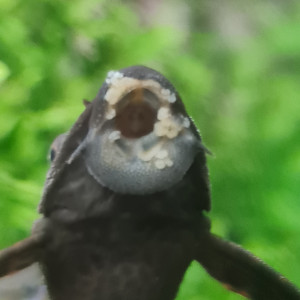 Publication de Pinky