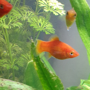 Platys13770