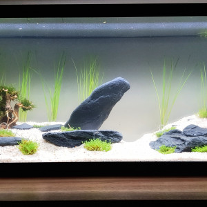 Zen