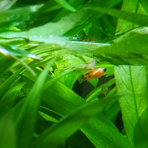 Los Platys