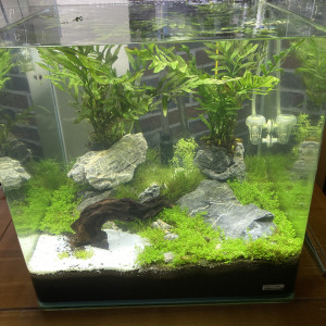 Dennerle nano 60 litres