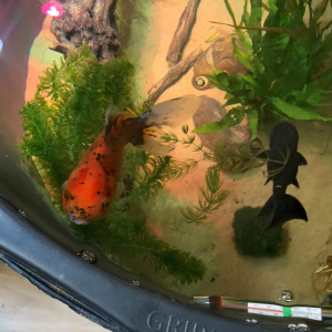 Voiles de chines 200L