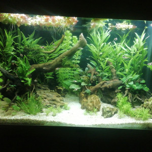 1er aquarium