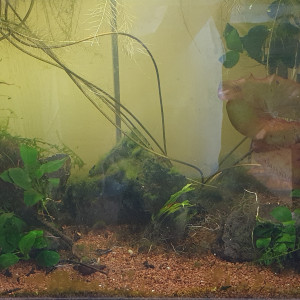 Aquarium communautaire