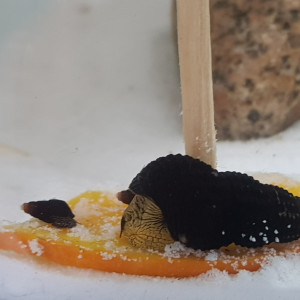 Mini Sulawesi