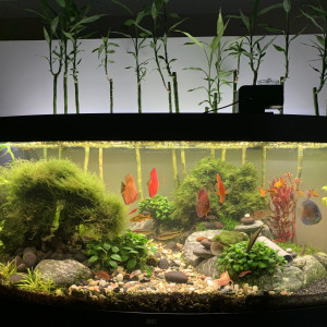 Juwel Vision 450