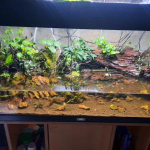 Palludarium