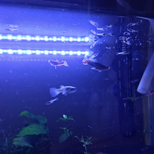 Alvins guppys