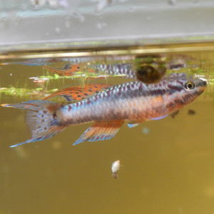 Bivittatum funge