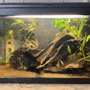 Crabe Panthere et Guppy endlers