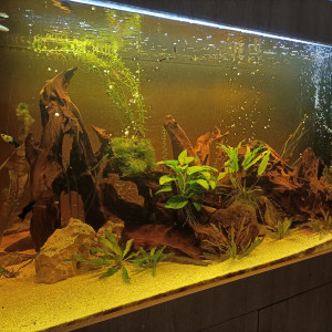 Publication de Pleco