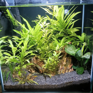 Aquarium à crevette Néocaridina Yellow
