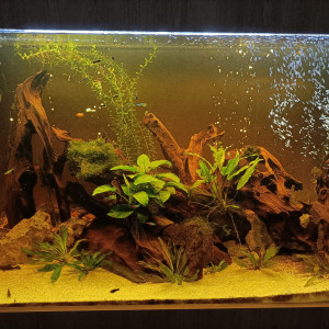 Publication de Pleco