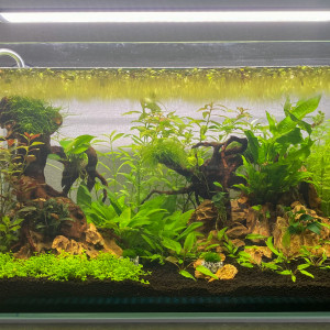 Blau 80L