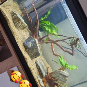 Aquarium pour ancistrus